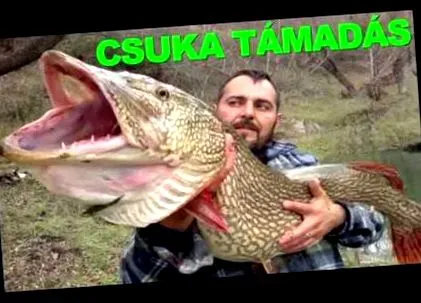 щуката чума