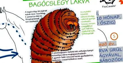 внутрішніми тканині