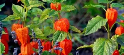 physalis este