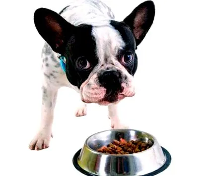 kell bulldoggal
