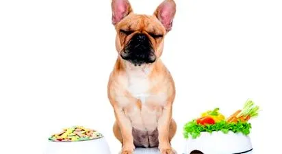 bulldoggal etetni