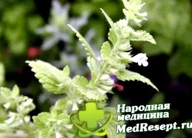 dolichosigma tünetei