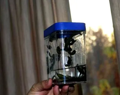 terapeuta