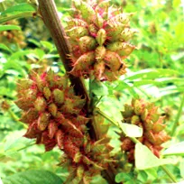 international glycryriza
