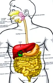 stomas gyulladásos