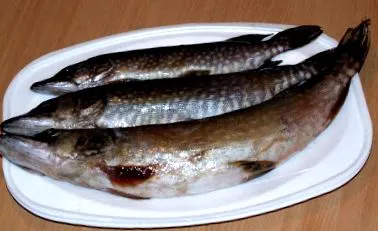 лаура лаура