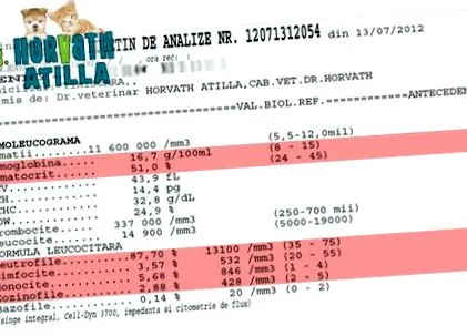 інфекційний перитоніт