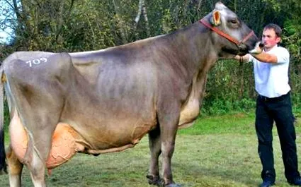 bikák súlya leírásokon