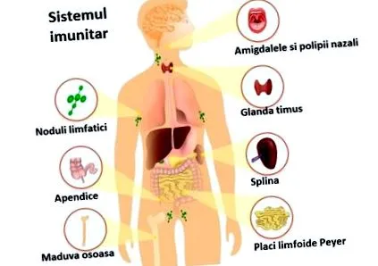 immunrendszer immunrendszer