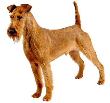 purina