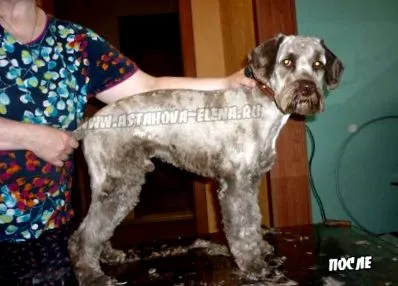 подстригване кучета