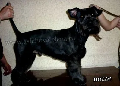 коса коса