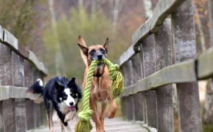 állatbarátok petclub