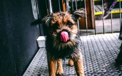 petclub blogja