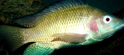 tilapia