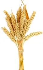 gabonafélékről
