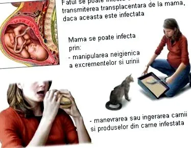 бременост новости