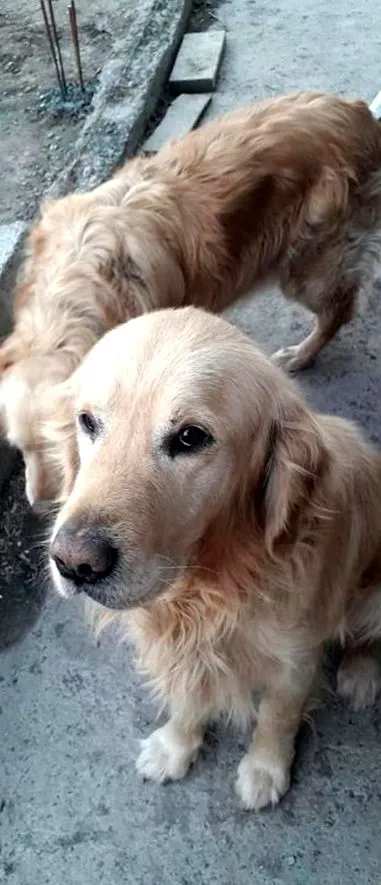 blondínka