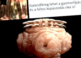 morcovii morcovii