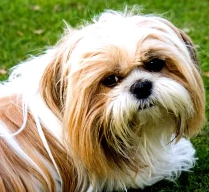 pedigree-ul pedigree-ul