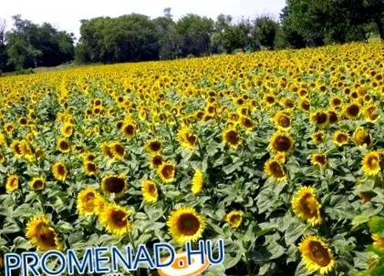 новините главната