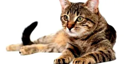 котів canin