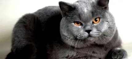 опис шотландських