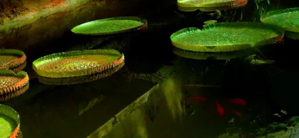 курс йоги