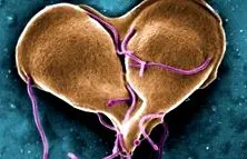kezelése giardia
