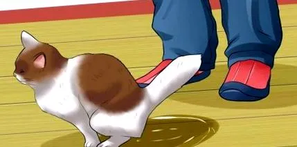 macska