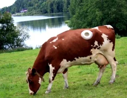 majú