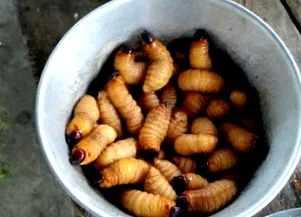 májféregférgekben worms