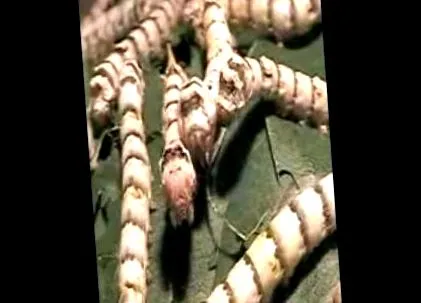 oznámenia
