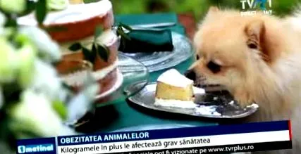 вишокот килограми