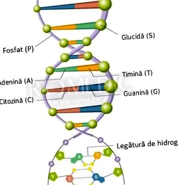 guanin citozin