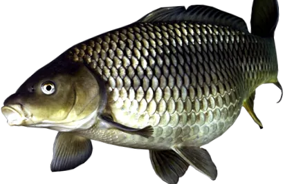 naphal
