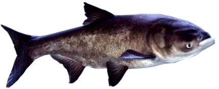 Cyprinus Carpio