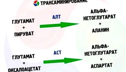 alanin-amino-transzferáz alanin-amino-transzferáz