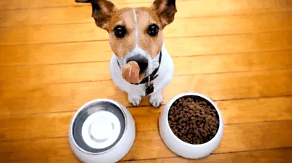 kutyáknál animal