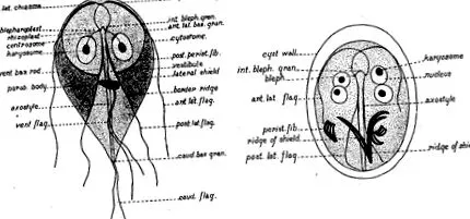 Giardia lamblia