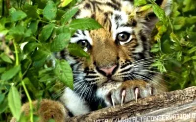amur tigrisek