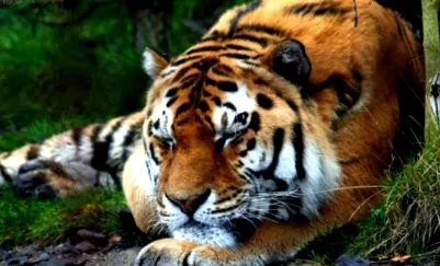 amur tigris