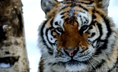 tigris