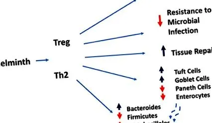 terhességi vérszegénység