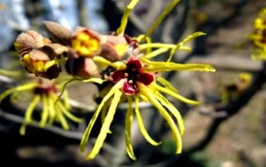 hamamelis