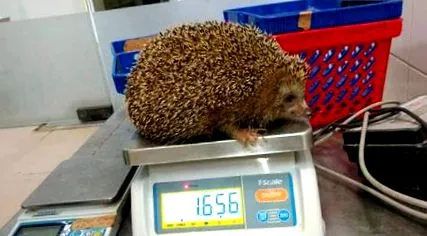 нахранет