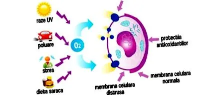 antioxidánsok erős