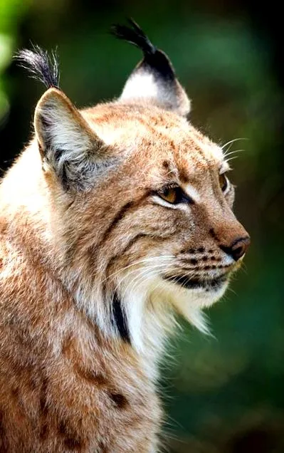 tigris Panthera