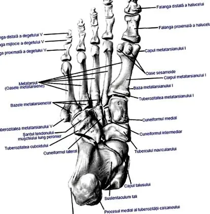 osteoarthritis középső