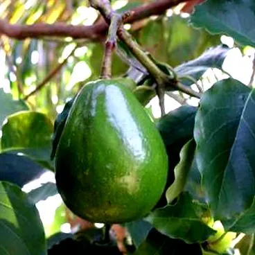 avocado